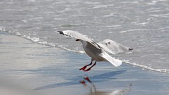 Sand Sea nature Animals blue red white Birds flying Beaches 