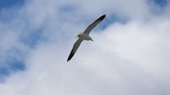 Sand Sea nature Animals blue red white Birds flying Beaches 