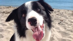 Sand Sea nature Animals Dogs Beaches border collies