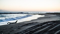 Sand Sea nature logs Beaches tire tracks sea shorelines