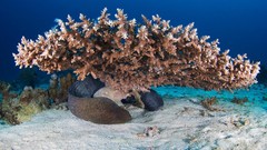 Sand Sea nature ocean underwater coral reef Alexander Semenov