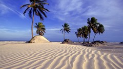 Sand Sea nature palm trees