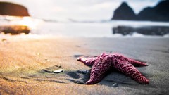 Sand Sea nature starfish Oceans