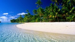 Sand Sea nature Trees water sun summer ocean bay jungle 