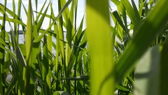 Sand Sea nature water spiders skyscapes