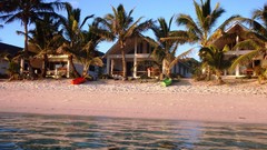 Sand Sea palm palm trees