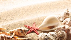 Sand Sea shells