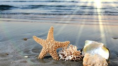 Sand Sea starfish Beaches sunlight seashells depth of field