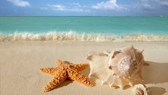 Sand Sea starfish Beaches waves seashells depth of field