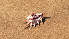 Sand seashells