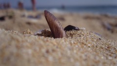 Sand seashells