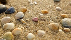 sand seashells nature macro Beige