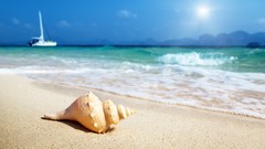 Sand shells Beaches waves