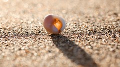Sand shells bokeh seashells depth of field