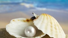Sand shells pearls oysters