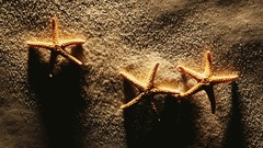 Sand starfish
