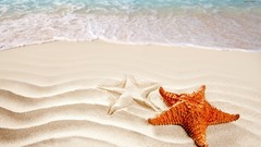Sand starfish