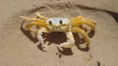 Sand summer crabs Beaches