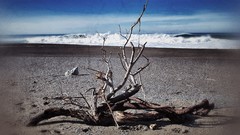 Sand surfing Beaches shore