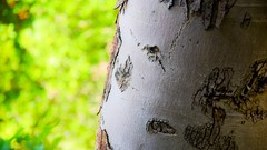 Sand Trees balls ice game juice Adidas colors Beaches