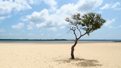 Sand Trees skyscapes