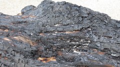 Sand Trees Wood Beaches