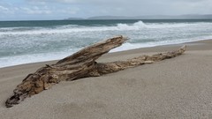 Sand Trees Wood Beaches