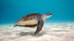 Sand underwater sealife sea turtles
