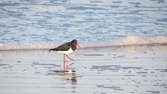 Sand water blue ocean Birds Wood Beaches skyscapes