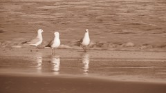 Sand water blue ocean Wood Beaches skyscapes