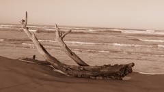 Sand water blue ocean Wood Beaches skyscapes