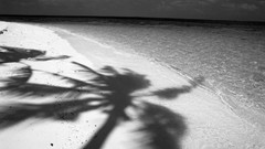 Sand water palm trees monochrome Noir Beaches shadows
