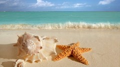 Sand water starfish seashells