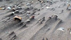 Sand wind seashells Beaches