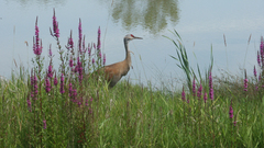 Sandhill crane Lake water
