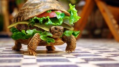 Sandwiches turtles Photo manipulation