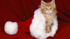 Santa paws
