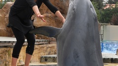 Sarah Michelle Gellar Dolphins