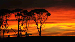 Savana Trees orange sky
