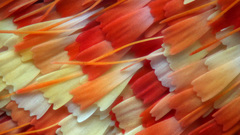 Scales macro detailed moths