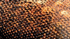 Scales macro Komodo dragons