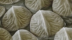 Scales western The Head