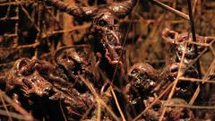 Scary things faces Art