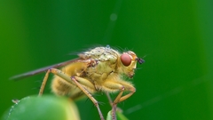Scatophaga stercoraria luc viatour
