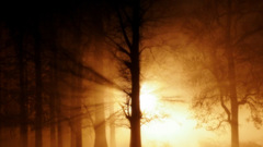 Scenery ghost forest sunset