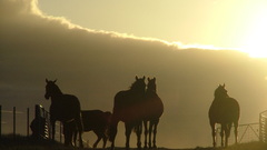 Scenery sunset Horses chevaux