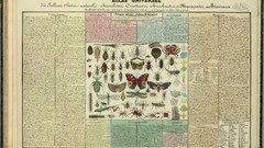 Scheme knowledge insects infographics