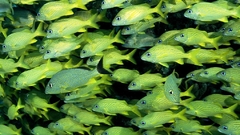 School of grunt fish