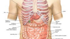 Science anatomy biology infographics