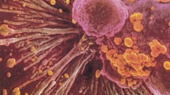 Science Cell national geographic microscopic